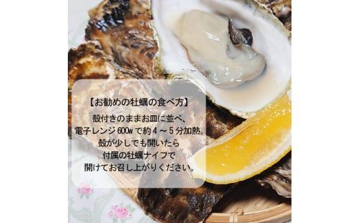 【予約：2025年10月下旬から順次発送】サロマ湖産 殻付き2年牡蠣 4.2kg サイズ不揃い ※牡蠣ナイフ付 ( カキ かき 4.2キロ 魚介 海鮮 貝 ふるさと納税 BBQ バーベキュー )【113-0014-2025】