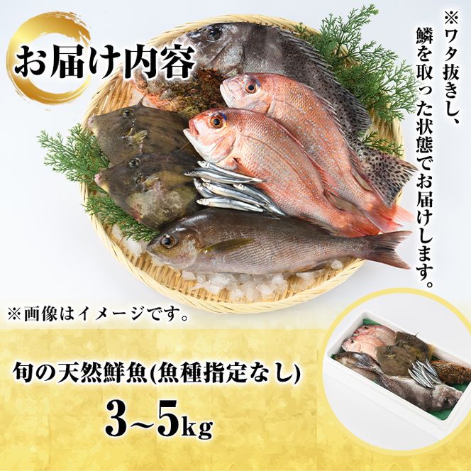 旬の天然鮮魚BOX(3～5kg) 国産 刺身 魚貝 魚介 鮮魚 海産物 天然物 煮つけ 焼き魚【さるがく水産】akn028-30