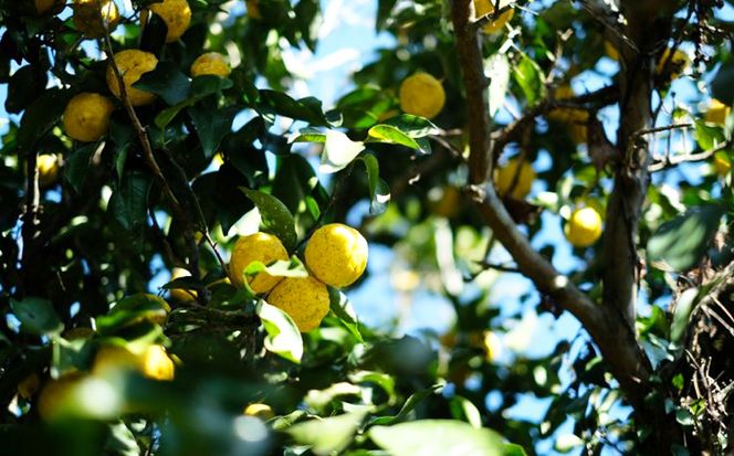 柚子シロップ3本セット // 柚子シロップ 柚子ソーダ ホット柚子ドリンク ヨーグルト アイスクリーム お酒 加工品