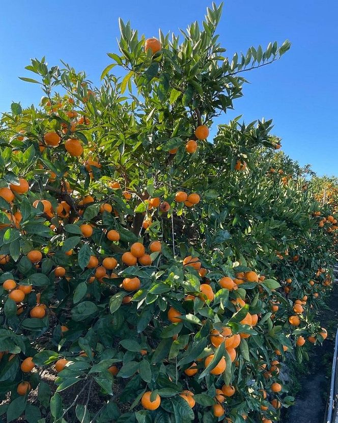 ［ご家庭用・サイズＭ］和歌山有田産！早生みかん≪5kg≫［予約販売］［数量限定］まる隆果樹園 CS020