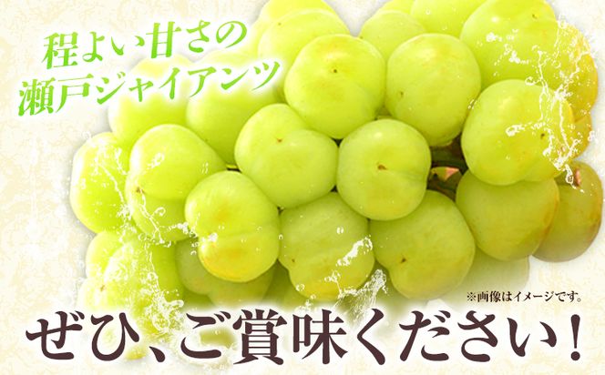 【2025年産先行予約】たたらみねらる 瀬戸ジャイアンツ 約1.3kg(2~3房) Y＆G.ディストリビューター株式会社《8月下旬-10月下旬頃出荷》岡山県 笠岡市 マスカット ぶどう ブドウ 葡萄 フルーツ 果物---2-22a---