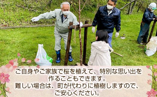 北海道釧路町の桜の木(1本)のオーナー権及びオーナー証＜植樹開催＆プレートお届け時期：2026年5月ごろ＞ | 北海道 釧路町 別保公園 桜の木 桜の苗 桜の苗木 桜 さくら 自然 保護 植樹体験 体験型 体験 体験型 北海道 先行予約 結婚 誕生 就職 退職 記念 想い出 北海道 釧路町 釧路超 特産品　121-1932-001