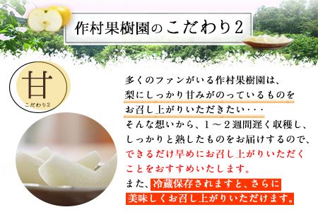 【先行予約】作村果樹園のあきづき梨 約5kg(9～13玉前後) 熊本県氷川町産 作村果樹園《8月下旬-9月末頃出荷》梨 なし---sh_csakuaki_bc8_26_17500_5kg---
