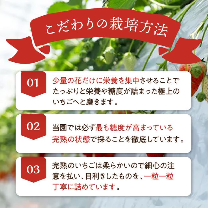 ★先行予約★はたやの新鮮いちご＆果肉入りジャムのセット[12月下旬より順次発送]《 ふるさと納税いちご イチゴ 苺 フルーツ工房はたや 高級 フルーツ ジャム 送料無料 》【2401C09702】