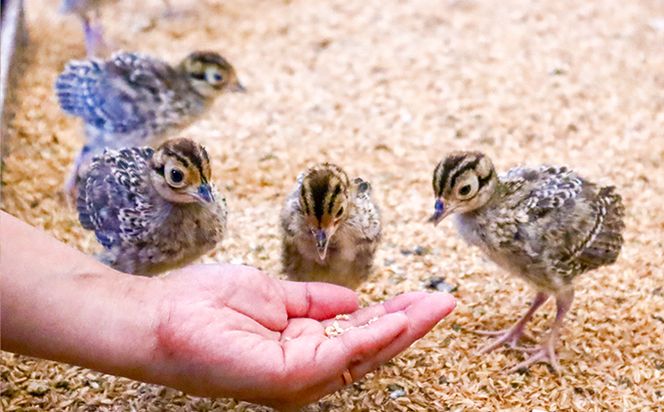 【きじ肉】きじ重６人前