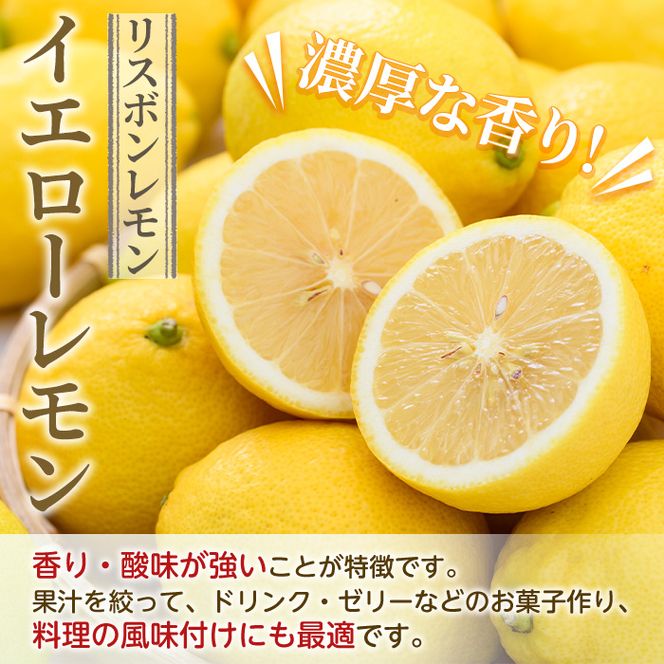 数量限定！リスボンイエローレモン(5kg) 国産 果実 果物 リスボンレモン フルーツ 檸檬 柑橘 デザート 期間限定【桐野柑橘株式会社】akn070-15