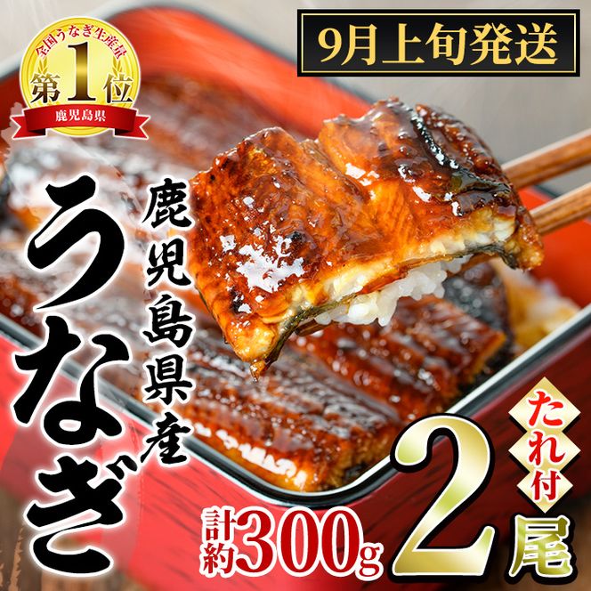 【0104347a-2609】＜9月上旬発送予定＞東串良町のうなぎ蒲焼(無頭)(2尾・計約300g・タレ、山椒付) うなぎ 高級 ウナギ 鰻 国産 蒲焼 蒲焼き たれ 鹿児島 ふるさと 人気【アクアおおすみ】