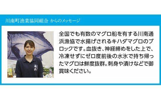 漁協直送！キハダマグロブロック（生）1kg 【 鮪 まぐろ 刺身 マグロ 漬け 新鮮 冷蔵 海の幸 魚介 送料無料 】[H170801]