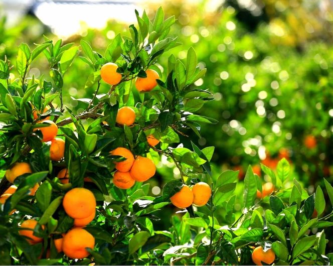 583.紀の国みかんどり　グリルチキン30本セット(A583-1)