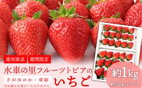 【2025年発送 先行予約】やかげのいちごギフトセット(さがほのか・章姫) 約1kg(約500g×2P)《1月中旬-2月末頃出荷》水車の里フルーツトピア岡山県矢掛町産 苺 果物 フルーツ---osy_csuiigs_bc1_24_21000_1---