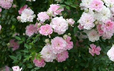 バラ鉢植え「夢乙女」 SWBD006