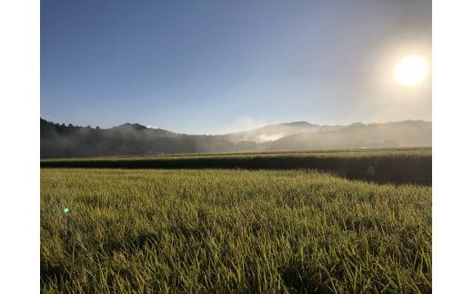 【令和7年産米】新潟県村上市 桃川産　直播米　泥根性こしいぶき10㎏ 1040004
