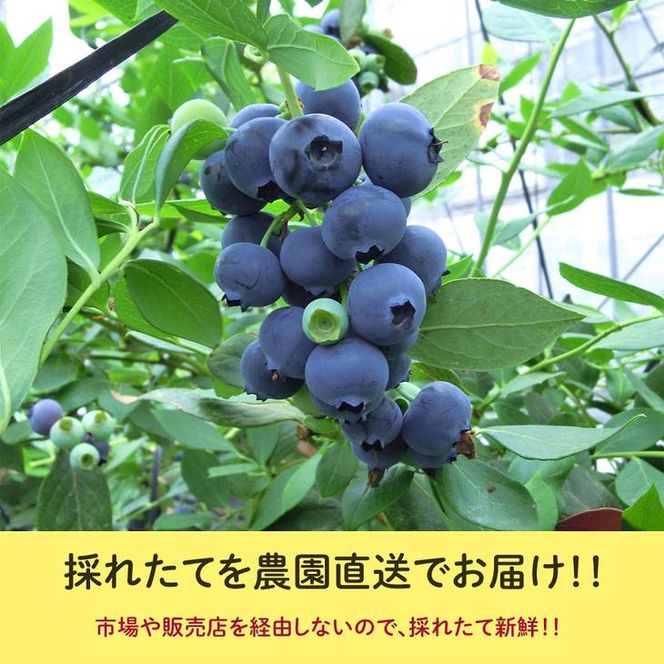 【定期便】大粒ブルーベリー　人気品種4パック×3ヶ月連続お届け　※2026年5月上旬〜7月上旬頃に順次発送予定