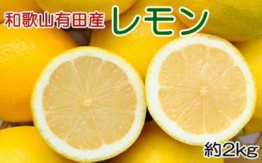 和歌山有田産 国産レモン 約2kg ★2025年2月中旬頃より順次発送【安心果実】BZ118