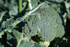 【収穫当日に発送します】豊かな大地“へきなん”から贈る ブロッコリー約11本【期間限定】 H139-022