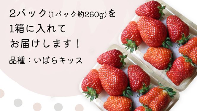 【 先行予約 】 茨城県品種 いばら キッス ( 2パック × 1箱 )【 2025年1月から発送開始 】 ( 茨城県共通返礼品 : 常陸太田市 ) 約 260g × 2 パック いばらキッス いばらきっす いちご 数量限定 果物 くだもの フルーツ 苺 イチゴ 期間限定 [ES002us]