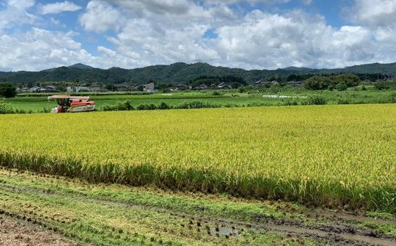 山県市産 にじのきらめき 5kg（5kg×1袋）（白米） [No.795]