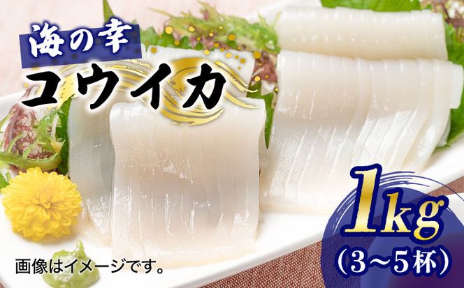 【先行予約】【2027年3月下旬以降順次発送】築上町で捕れた「 コウイカ 」約1kg (3～5杯)《築上町》【明青丸】[ABCB001]