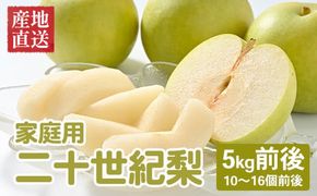 【先行予約】【家庭用】二十世紀梨 5kg前後 (10個～16個前後) 鳥取県産 梨 なし ※着日指定不可 ※2025年8月下旬～9月中旬頃に順次発送予定