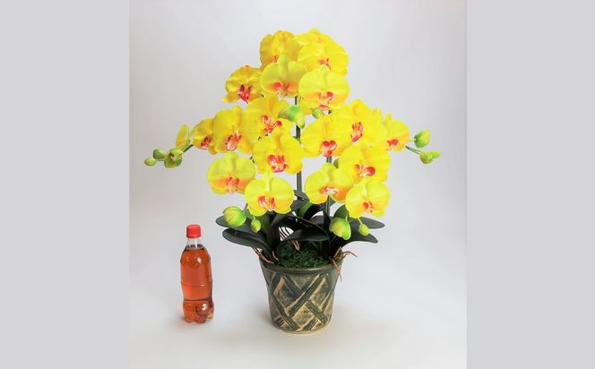 綺麗で丈夫な三河陶器で贈る光触媒胡蝶蘭大輪３本立（緑の陶器×黄色の花） H100-093