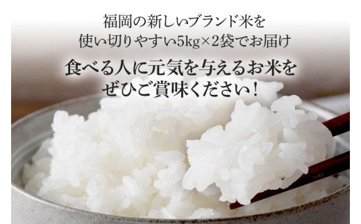 令和7年産　福岡県産ブランド米「元気つくし」無洗米10kg【11月下旬頃より順次出荷予定】