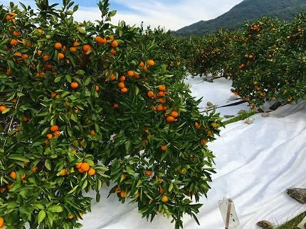 マルチ栽培 有田 みかん 化粧箱 特秀 L サイズ 32玉入 南泰園 BS662