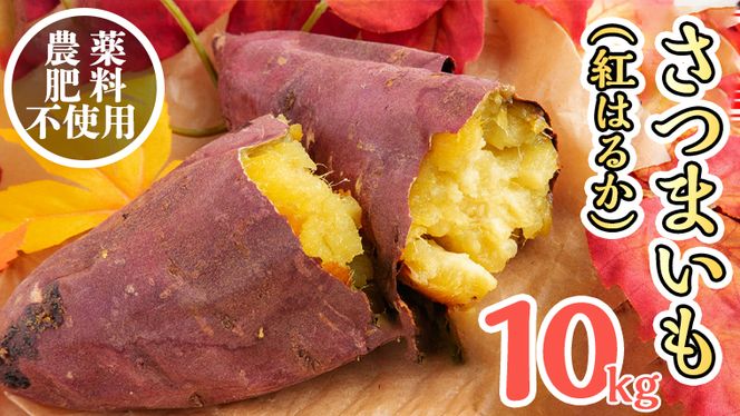 さつまいも ( 紅はるか ） 10kg 【 栽培期間中 / 農薬・肥料不使用 】土つき 高糖度 肥料不使用 自然栽培 スイーツ 焼き芋 天ぷら スイートポテト 秋 べにはるか 食物繊維
