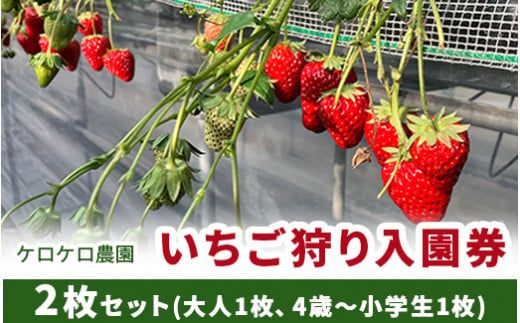 いちご狩り入園券2枚セット(大人1枚、4歳～小学生1枚)◇ ※離島への配送不可