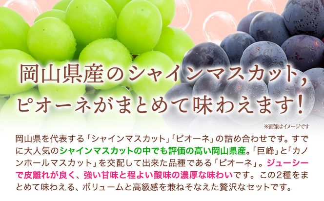 【2026年先行予約】シャインマスカット・ピオーネ詰め合わせ 約1.0kg マスカット 葡萄 ブドウ ぶどう ピオーネ フルーツ セット  晴れの国おかやま館 《2026年8月下旬-10月下旬頃出荷》 フルーツ 果物 果実 岡山県 笠岡市---H-21a---