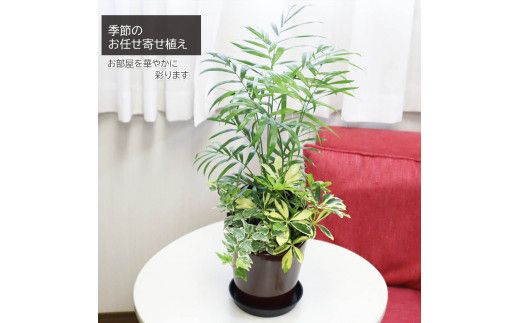 D039 季節の観葉植物寄せ植え　６号陶器鉢　選べる鉢色　室内園芸装飾マイスター岡部太郎氏監修