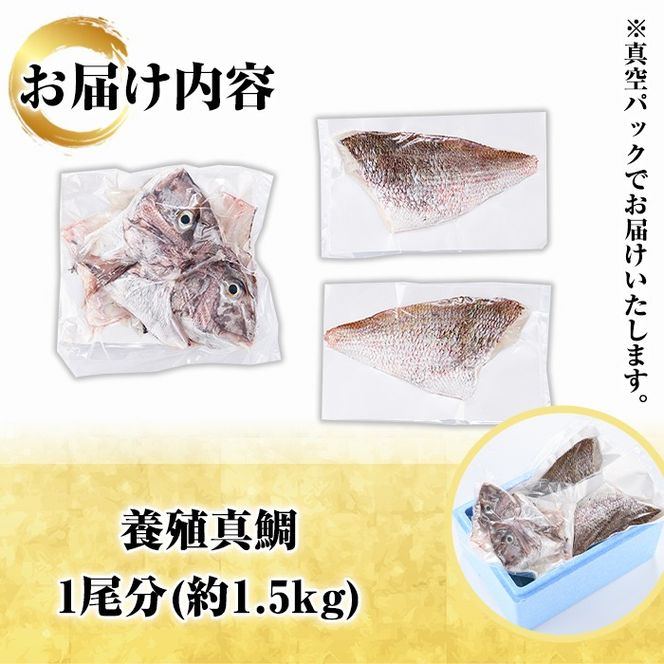 鮮度抜群！養殖真鯛(1尾分・約1.5kg) 鯛 真鯛 魚貝 魚介 海産物 刺身 焼き魚 煮つけ 真空パック【さるがく水産】akn028-08