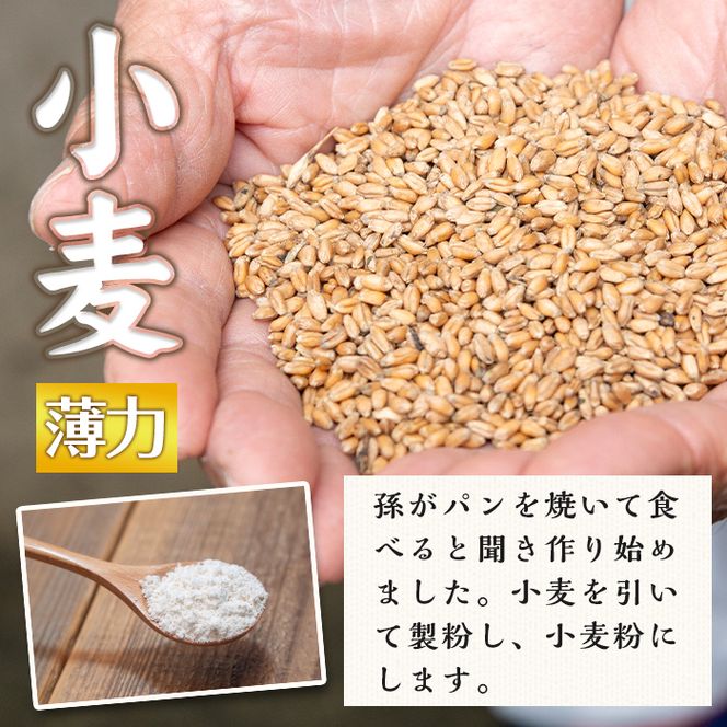isa480《毎月数量限定》あんしん小麦粉・薄力粉(約500g×4袋・計約2kg）【しげふみファーム】