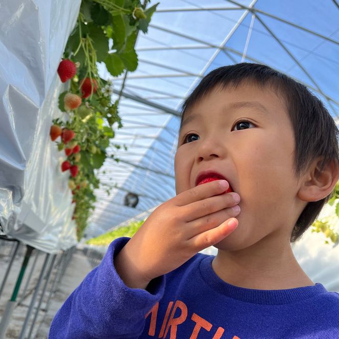 いちご狩り招待券（2名様分）｜苺狩り イチゴ狩り ペア券 冬 春 果物 ※2025年10月上旬～2026年1月下旬頃に順次発送予定