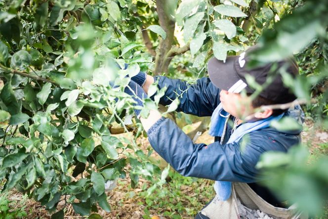 【先行予約】【数量限定】【家庭用】浅野農園の甘平（かんぺい）5kg｜柑橘 みかん ミカン フルーツ 果物 愛媛 有名 代表 高級 ※2025年2月中旬頃より順次発送予定 ※離島への配送不可