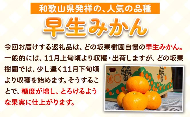 みかん 和歌山 訳あり 早生 みかん 5kg ( サイズ 不選別 ) どの坂果樹園《12月上旬-2027年2月上旬出荷予定》 和歌山県 日高町 産地直送 家庭用 規格外 不揃い 果物 柑橘 サイズ 不選別 訳ありみかん わけありみかん 送料無料---wsh_dsk54_12j2j_25_9000_5kg---