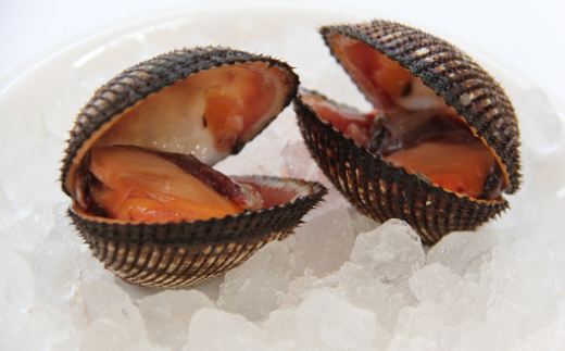 G4-06 新鮮！美味しい赤貝（5kg）