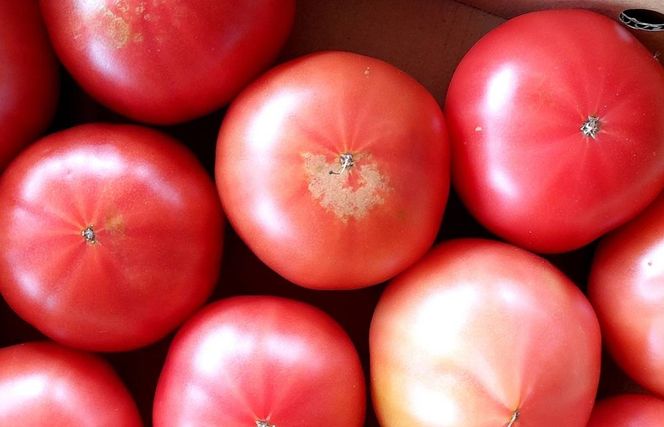 【先行予約】高糖度　ももたろうトマト（春夏発送）　訳あり　3.5キロ以上　不揃い　わけあり ワケアリ 農家直送 とまと tomato　NG00002