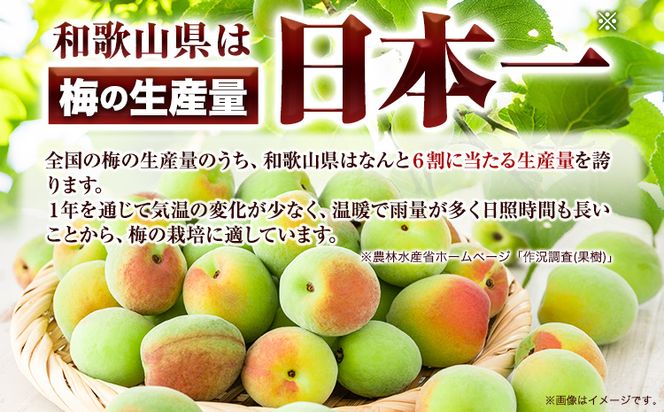 手づくり紀州南高梅小粒(白干・無添加) 約300g 株式会社はし長 《30日以内に出荷予定(土日祝除く)》 和歌山県 日高町 南高梅 小粒 白干---wsh_hsn13_30d_23_16000_300g---