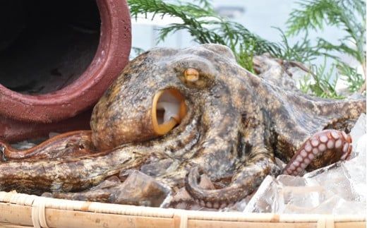 0C3-170 船上活締め！！生真ダコ 丸ごと（1～4匹）【下処理済】