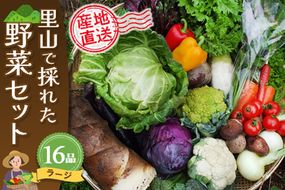 里山で採れた野菜セットラージ 16品 【有機野菜 おまかせ野菜セット イタリア野菜 西洋野菜】(H078109)