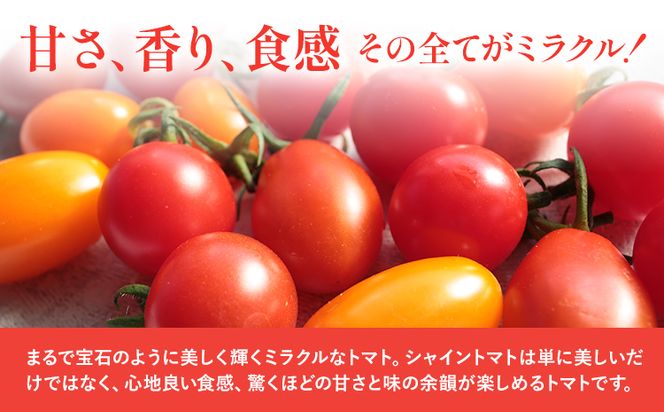 シャイントマト1kg シャイントマトファーム《1月中旬-6月中旬頃出荷予定》岡山県 笠岡市 トマト 野菜 ミニトマト---S-13---