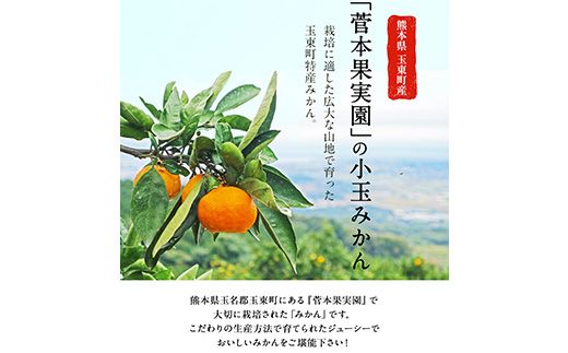 『菅本果実園』のみかん★約3kg(2S-Lサイズ)  フルーツ 秋 旬【日付指定不可】 ★熊本県玉名郡玉東町 全国にファン多数！エコファーマー菅本さんのみかん『菅本果実園』《10月中旬-12月末頃出荷》---sg_sugamikan_bc1012_24_11000_3kg---