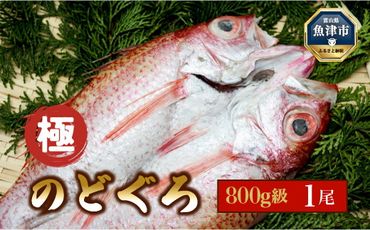 【極】日本海産のどぐろ開き　800ｇ級×1尾  富山 魚津 浜浦水産