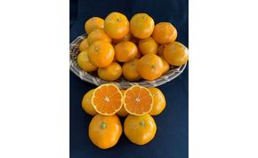 【数量限定】有田みかん青秀　約5kg（Lもしくは2Lサイズ）※サイズ指定不可 CC10