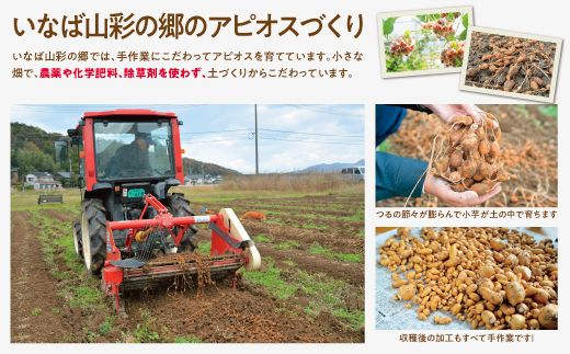 0082 世界三大健康野菜 アピオス 1キロ