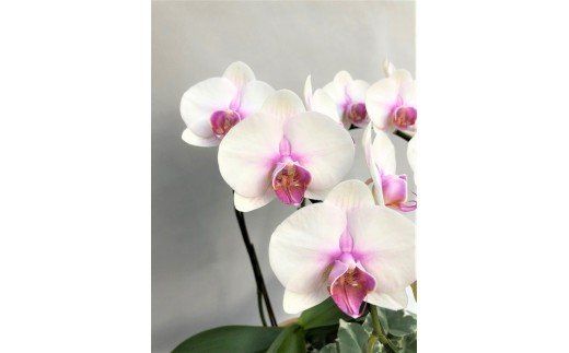 胡蝶蘭 白赤 ２本立て１６輪以上 アイビー入り H042-010
