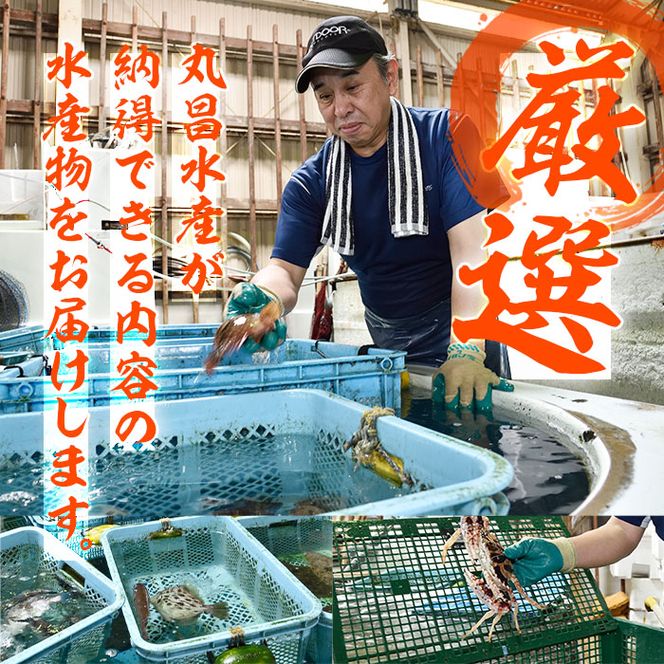 天然 ホウボウ (約2kg・計3-5本) 直送 産直 漁師 魚 鮮魚 天然 ホウボウ 魴ぼう 白身魚 獲れたて 刺身 煮つけ 塩焼き 冷蔵 豊後水道 鮮魚 大分県 佐伯市 豊後水道 鮮魚 愛海の恵み【CS10】【 (有)丸昌水産】