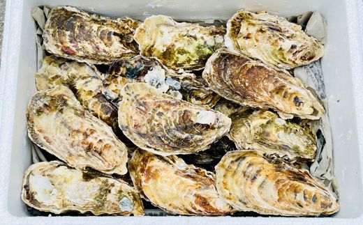 ＼先行予約／北海道 仙鳳趾名産 牡蠣 100g～149g×20コ かき漁師直送 K5-1＜出荷期間：2026年6月1日～11月末＞＜センポウシ : 釧路町の東 厚岸湾の西 カキの名産地＞ | せんぽうし 牡蠣 生食用 殻付き 牡蠣 絶品 産地直送 北海道 釧路町 釧路超 特産品　121-1267-27