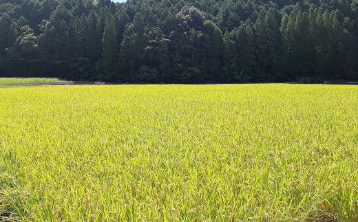 【9月上旬より順次発送予定】熊本県上天草市教良木産コシヒカリ(特別栽培米) 5kg 【令和5年産】