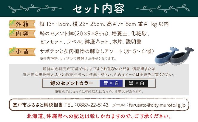 サボテン多肉植物の小苗アソートセットＷーＳ（棘なし）　寄せ植え説明書付　sh002